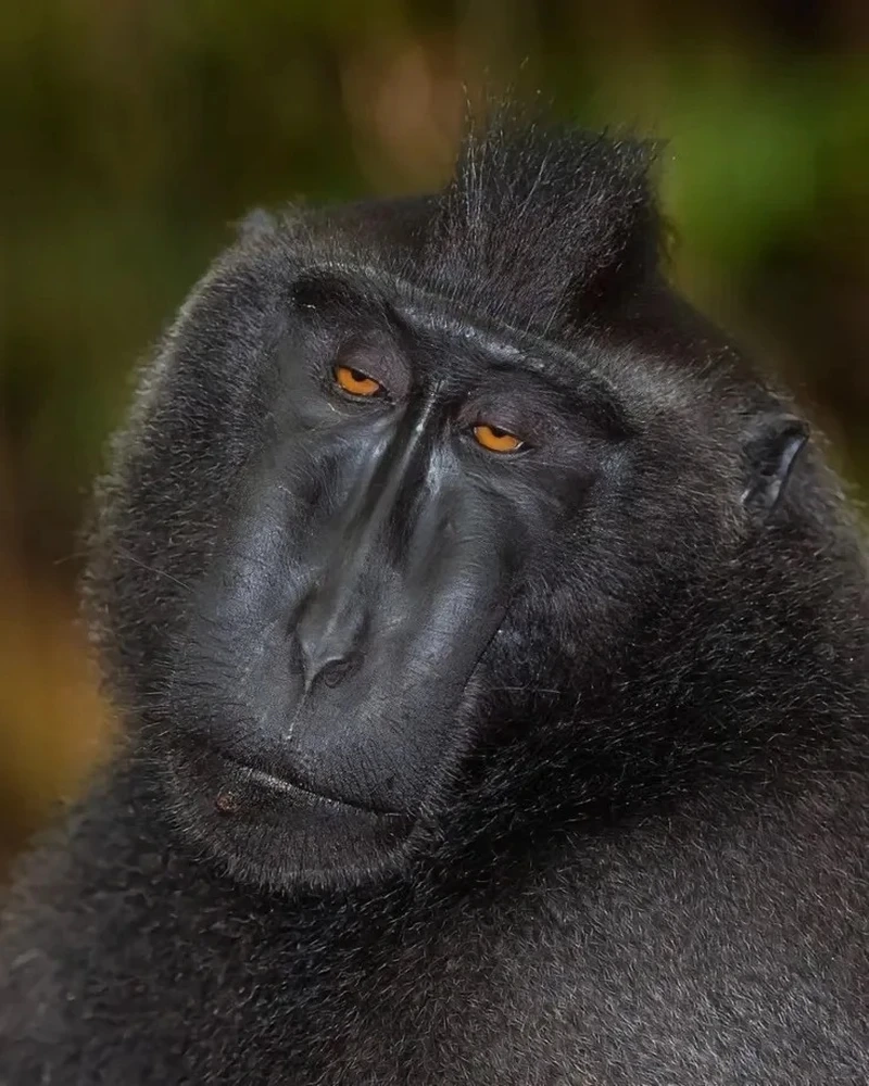 Con khỉ meme là những hình ảnh hoặc khoảnh khắc hài hước 