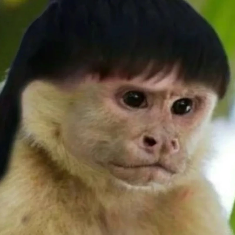 Con khỉ meme biểu cảm cực hài loạt ảnh meme nhìn là bật cười ngay