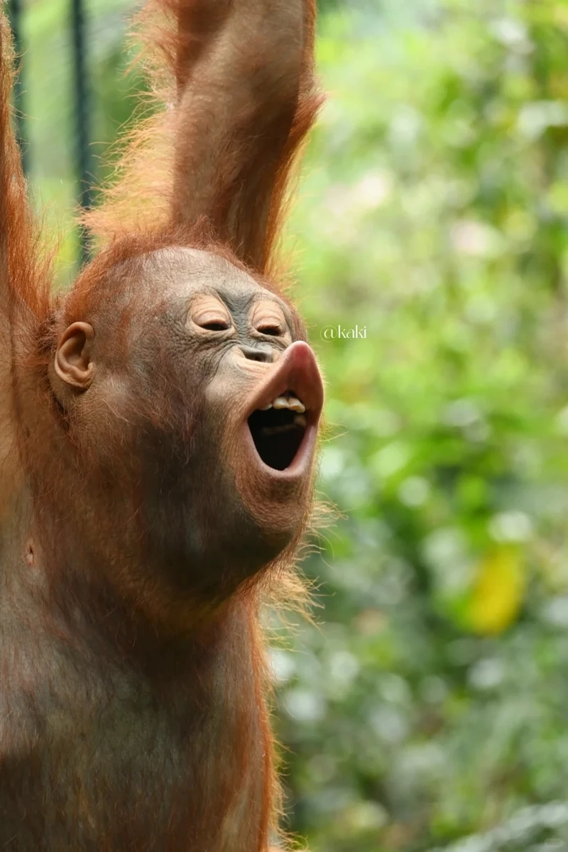 Con khỉ meme cute khiến dân mạng cười ngất với loạt meme siêu đáng yêu