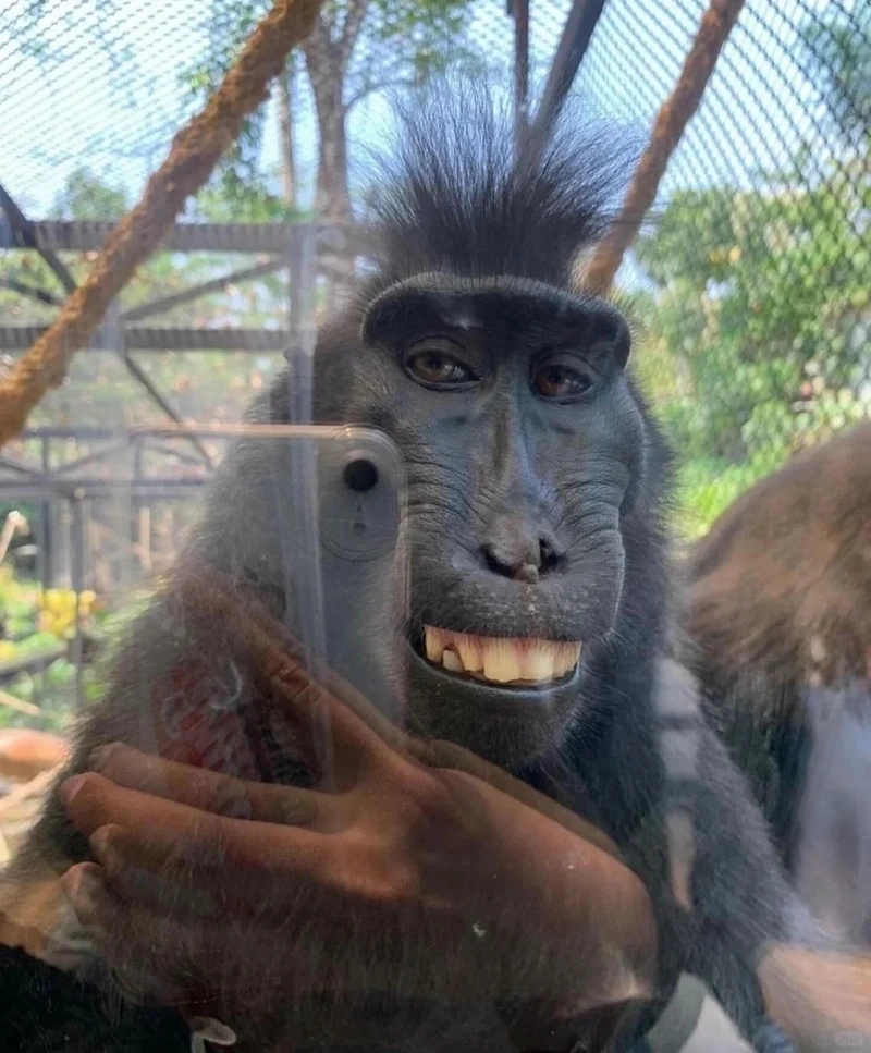 Con khỉ meme viral đang lan truyền mạnh trên internet