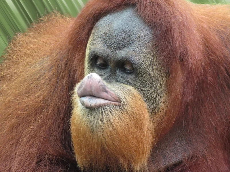 Con khỉ meme troll siêu lầy xem xong chỉ biết cười cả ngày