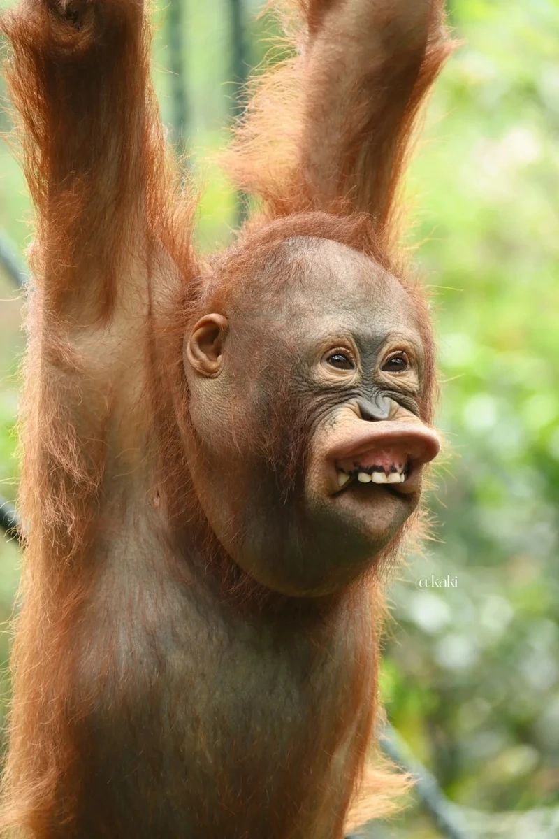 Con khỉ meme ngộ nghĩnh đáng yêu khiến cộng đồng mạng thích thú