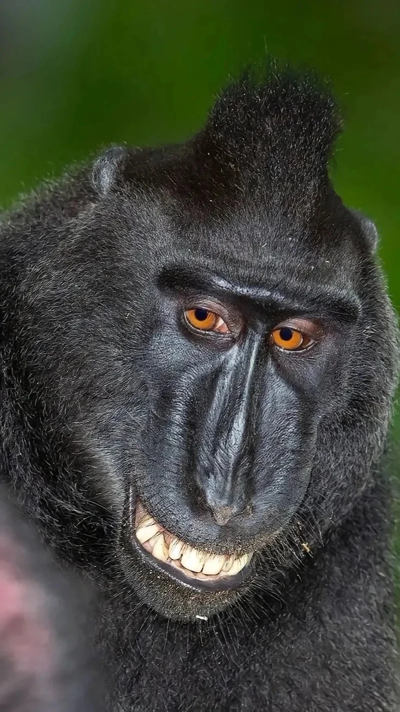 Con khỉ meme reaction siêu hợp để comment troll bạn bè