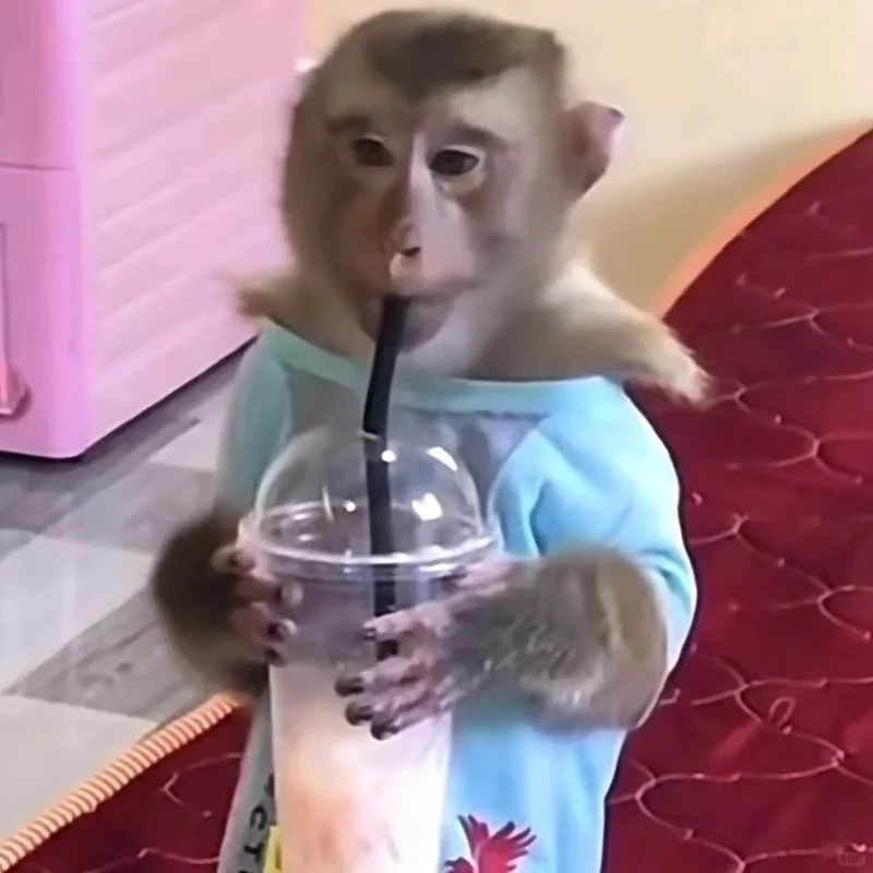 Con khỉ meme vui nhộn khiến ai xem cũng bật cười