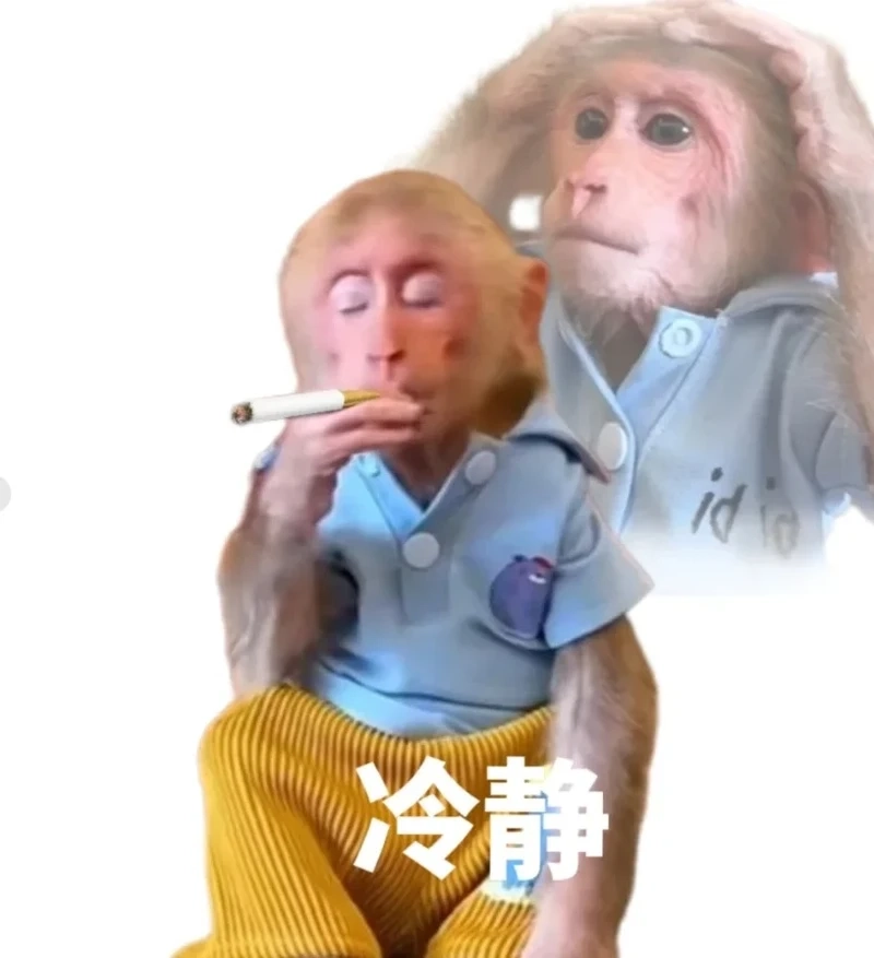 Con khỉ meme hot trend khiến mạng xã hội bùng nổ