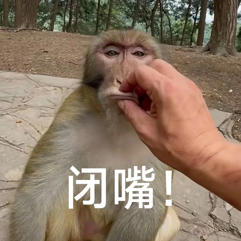 Con khỉ meme avatar độc lạ cho ảnh đại diện