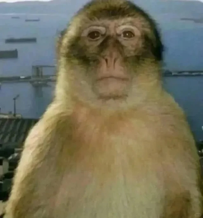 Con khỉ meme sticker siêu hợp để gửi chat mỗi ngày