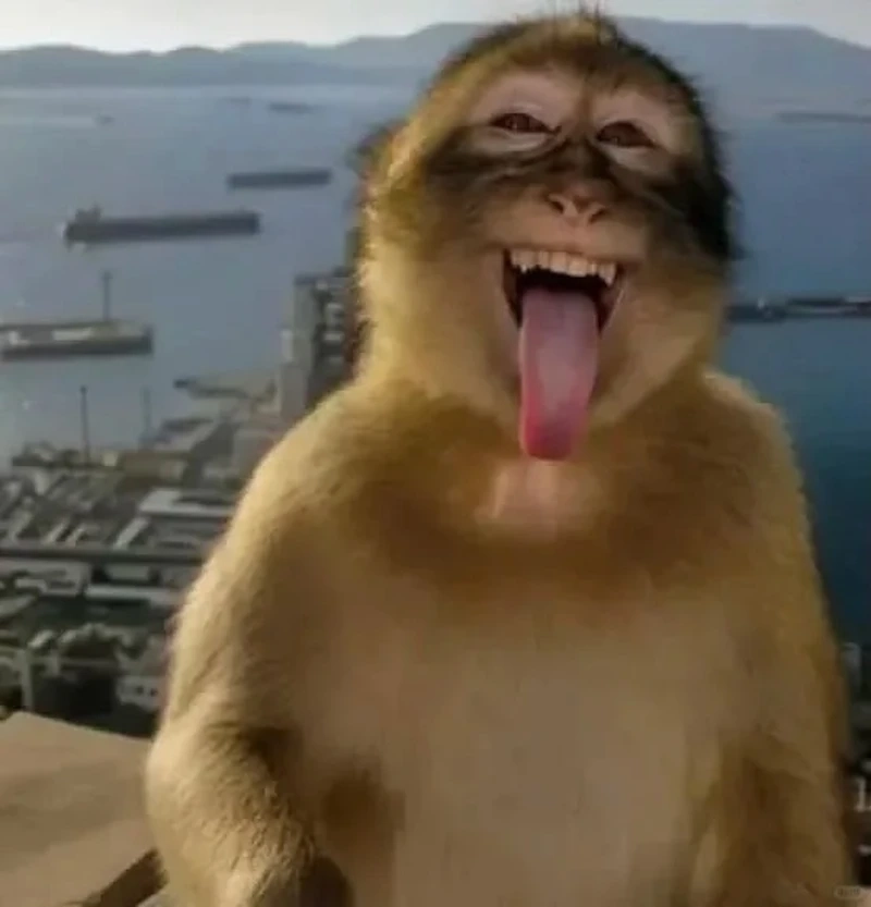 Con khỉ meme hoạt hình dễ thương khiến ai cũng thích