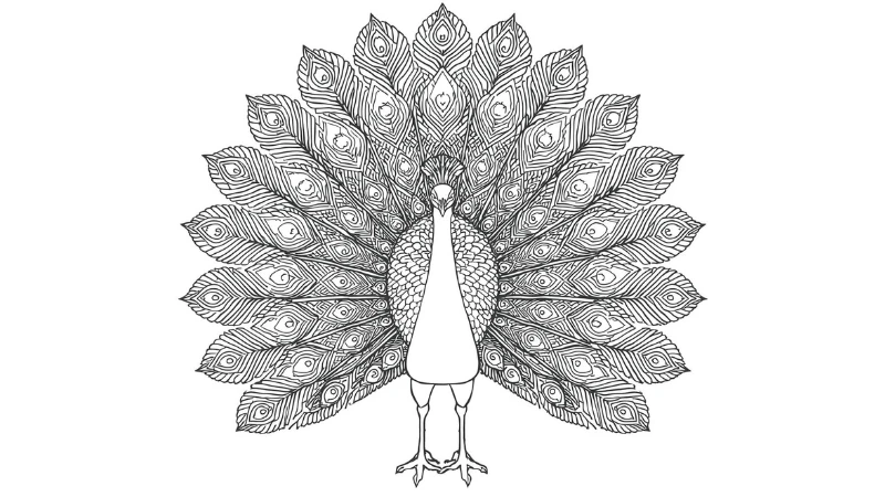 Bé mới tập tô sẽ thích tranh tô màu chim công dễ tô