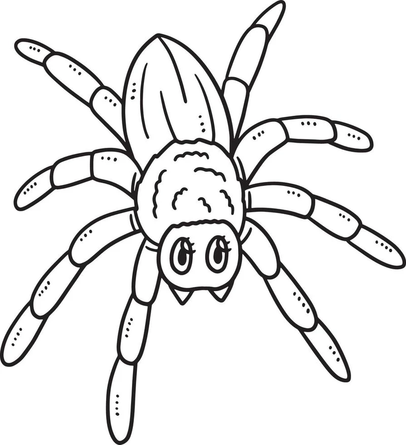 Những mẫu tranh tô màu nhện mini nhỏ xinh cho bé